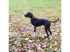 Adopt Buddy a Black - with Gray or Silver Pointer / Mixed dog in Pittsburgh