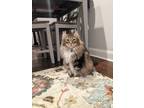 Adopt Bragg a Brown Tabby Domestic Mediumhair / Mixed (medium coat) cat in