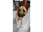 Adopt 23-03-0837 Dale a Belgian Malinois / Mixed dog in Dallas, GA (37694150)