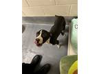 Adopt DI 84 Sassy a Affenpinscher / Mixed dog in Glen Allen, VA (37694048)