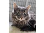 Adopt Shy Guy a Domestic Longhair / Mixed (long coat) cat in Ewing