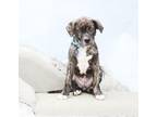 Adopt Three a Brindle Mixed Breed (Medium) dog in Wolcott, CT (37692217)