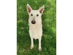 Adopt Angelica a Shepherd (Unknown Type) / Husky / Mixed dog in Tool