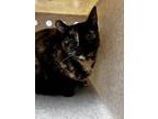 Adopt Thea a Brown or Chocolate Domestic Shorthair / Domestic Shorthair / Mixed