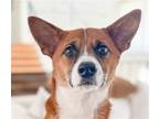 Adopt Kobi a Corgi / Mixed dog in San Ramon, CA (37693707)