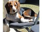 Adopt Copper a Tricolor (Tan/Brown & Black & White) Beagle dog in Calera