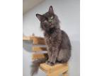 Adopt Mr. Rogers a Gray or Blue Domestic Mediumhair / Mixed (long coat) cat in