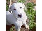 Adopt Sky a White Labrador Retriever / Mixed dog in Claremore, OK (37693317)