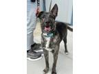Adopt Jimmy a Black German Shepherd Dog / Mixed dog in Fresno, CA (37693286)