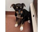 Adopt Taro a German Shepherd Dog / Siberian Husky / Mixed dog in Oakland