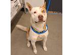 Adopt Pierce a Siberian Husky / American Staffordshire Terrier / Mixed dog in