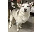 Adopt Brick a Siberian Husky / Mixed dog in Tulare, CA (37693311)