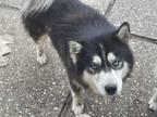 Adopt Seth a Black - with White Husky / Alaskan Malamute / Mixed dog in Gridley