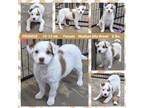 Adopt PROMISE a White - with Brown or Chocolate Australian Shepherd dog in Mesa