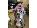 Adopt Colt a Gray/Silver/Salt & Pepper - with White American Pit Bull Terrier /