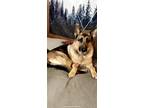 Adopt Stitch a Black - with Tan, Yellow or Fawn German Shepherd Dog / Mixed dog