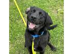 Adopt Icy a Black Labrador Retriever / Mixed Breed (Large) / Mixed dog in