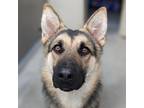 Adopt Felicity (mcas) a German Shepherd Dog / Mixed dog in Troutdale