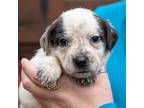 Adopt Teton a Terrier (Unknown Type, Medium) / Mixed dog in Ellijay
