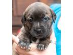 Adopt Talona a Brindle Terrier (Unknown Type, Medium) / Mixed dog in Ellijay
