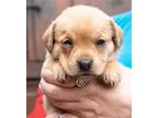Adopt Sassafrass a Tan/Yellow/Fawn Terrier (Unknown Type