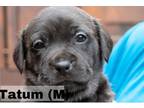 Adopt Tatum a Black Terrier (Unknown Type, Medium) / Mixed dog in Ellijay