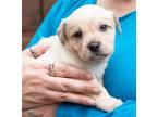 Adopt Brawley a Terrier (Unknown Type, Medium) / Mixed dog in Ellijay