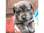 Adopt Tipton a Brindle Terrier (Unknown Type, Medium) / Mixed dog in Ellijay