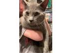 Adopt Max a Gray or Blue Russian Blue / Mixed (short coat) cat in Mobile