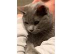 Adopt Harmony (special) a Gray or Blue Russian Blue / Mixed (short coat) cat in
