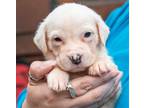 Adopt Ralston a White Terrier (Unknown Type, Medium) / Mixed dog in Ellijay