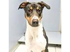 Adopt Jett a White - with Tan, Yellow or Fawn Doberman Pinscher / Mixed dog in