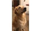 Adopt Kylo a Tan/Yellow/Fawn - with White Golden Retriever / Mixed dog in Tulsa