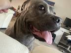 Adopt Maya a Brindle Cane Corso / Mixed dog in Jacksonville, FL (37691557)