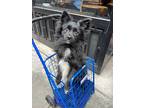 Adopt Ghost a Black Pomeranian / Mixed dog in New York, NY (37691542)