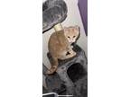 Adopt Honey a Tan or Fawn American Shorthair / Mixed (short coat) cat in New