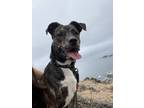 Adopt Bug a Brindle - with White Terrier (Unknown Type, Medium) / Mixed dog in