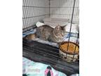 Adopt Dorothy a Brown Tabby Maine Coon / Mixed (medium coat) cat in West End