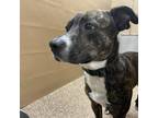 Adopt Bo a Brindle Terrier (Unknown Type, Small) / Mixed dog in Lyndhurst