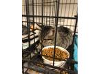 Adopt Buttons a Calico or Dilute Calico American Shorthair / Mixed (short coat)