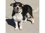 Adopt Taco a Black Beagle / Mixed dog in Pittsburgh, PA (37690961)