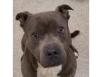 Adopt Grills a Gray/Silver/Salt & Pepper - with Black Pit Bull Terrier / Mixed