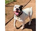 Adopt Chimi a White - with Tan, Yellow or Fawn American Pit Bull Terrier / Mixed