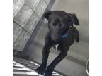Adopt Coraline a Black Mixed Breed (Medium) / Mixed dog in Pittsburgh