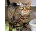 Adopt Buddy 23221 a Brown or Chocolate Domestic Shorthair / Mixed cat in
