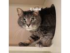 Adopt Louie 23244 a Gray or Blue Domestic Shorthair / Mixed cat in Escanaba