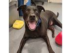 Adopt Dee a Black - with White Labrador Retriever / Feist / Mixed dog in