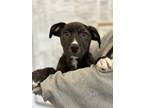 Adopt Michelle a Brown/Chocolate American Staffordshire Terrier / Mixed dog in