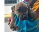 Adopt Joey a Tan/Yellow/Fawn American Staffordshire Terrier / Mixed dog in