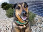 Adopt ATHENA a Brown/Chocolate German Shepherd Dog / Mixed dog in Denver